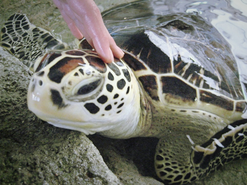 奄美海洋展示館 写真
